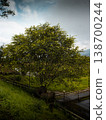 Lush tree stands tall beside a quiet roadside 138700244