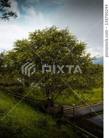 Lush tree stands tall beside a quiet roadside Lush tree stands tall beside a quiet roadside 138700244