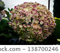 Soft pink petals speckled with purple dots 138700246