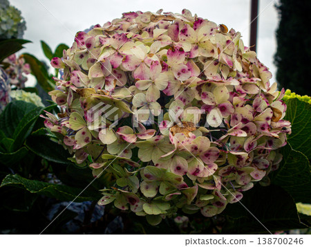 Soft pink petals speckled with purple dots 138700246