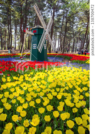 Tulip flowerbed and windmill (vertical) Tulip flowerbed and windmill (vertical) 138700472