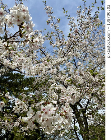 Spring is in full bloom - Cherry blossoms of Shukugawa 138700502