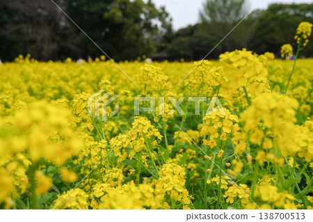 Rapeseed field Rapeseed field 138700513