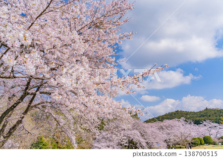 (靜岡縣)岩本山公園:盛開的櫻花和富士山 (靜岡縣)岩本山公園:盛開的櫻花和富士山 138700515