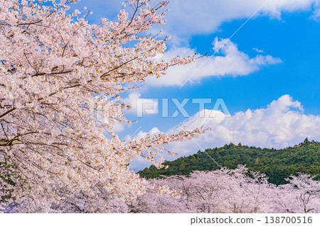 (靜岡縣)岩本山公園:盛開的櫻花和富士山 (靜岡縣)岩本山公園:盛開的櫻花和富士山 138700516