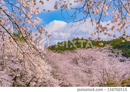 (靜岡縣)岩本山公園:盛開的櫻花和富士山 (靜岡縣)岩本山公園:盛開的櫻花和富士山 138700518