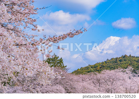 (靜岡縣)岩本山公園:盛開的櫻花和富士山 (靜岡縣)岩本山公園:盛開的櫻花和富士山 138700520