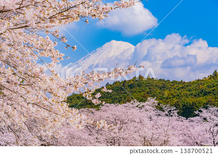 (靜岡縣)岩本山公園:盛開的櫻花和富士山 (靜岡縣)岩本山公園:盛開的櫻花和富士山 138700521