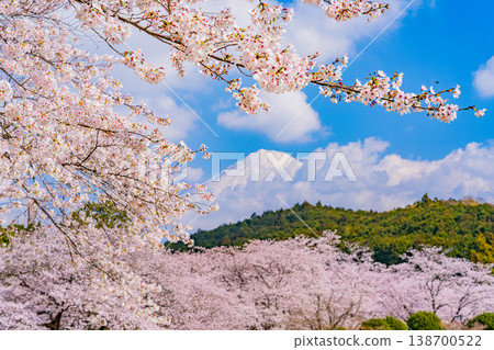 (靜岡縣)岩本山公園:盛開的櫻花和富士山 (靜岡縣)岩本山公園:盛開的櫻花和富士山 138700522