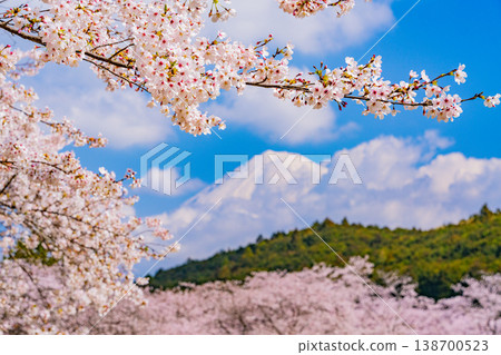 (靜岡縣)岩本山公園:盛開的櫻花和富士山 (靜岡縣)岩本山公園:盛開的櫻花和富士山 138700523