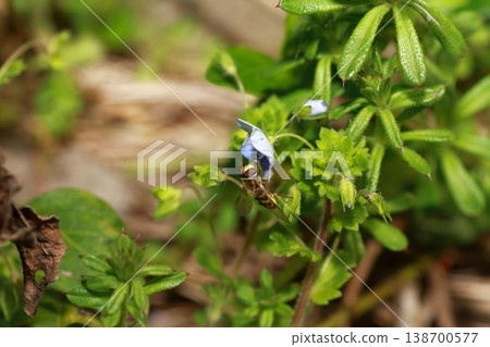 A hoverfly feeding on the nectar of a speedwell flower. 138700577