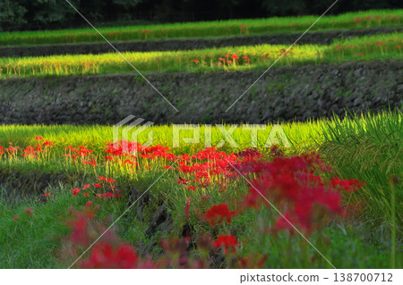 Rice terrace of Kota Rice terrace of Kota 138700712