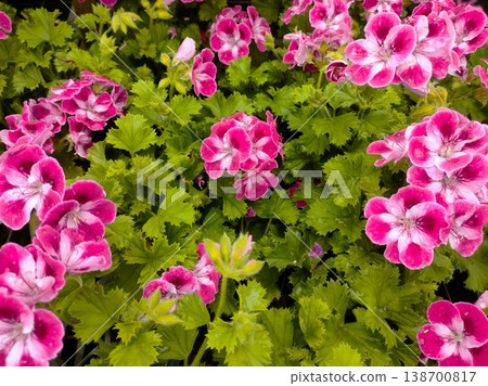 The petals of a brightly blooming pink geranium. The petals of a brightly blooming pink geranium. 138700817