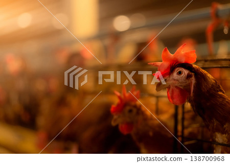 Chicken farm. Egg-laying chicken in cages. Commercial hens poultry farming. Layer hens livestock farm. Intensive poultry farming in close systems. Egg production agriculture. Domesticated birds. 138700968