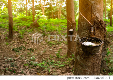 Rubber tree plantation. Rubber tapping in rubber tree garden in Thailand. Natural latex extracted from para rubber plant. Latex collect in plastic cup. Latex raw material. Hevea brasiliensis forest. Rubber tree plantation. Rubber tapping in rubber tree garden in Thailand. Natural latex extracted from para rubber plant. Latex collect in plastic cup. Latex raw material. Hevea brasiliensis forest. 138701001
