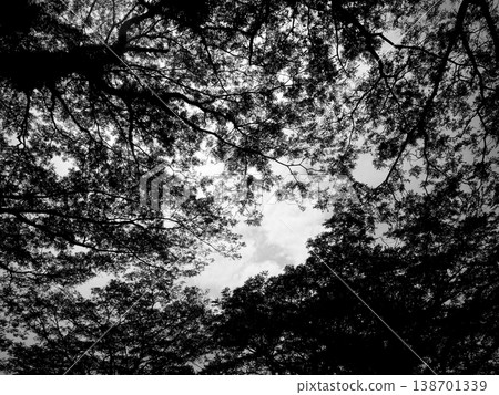 Dense tree branches arch overhead in stark contrast Dense tree branches arch overhead in stark contrast 138701339