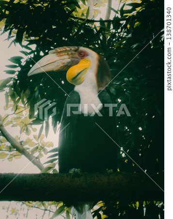 Large hornbill perches on a mossy branch 138701340