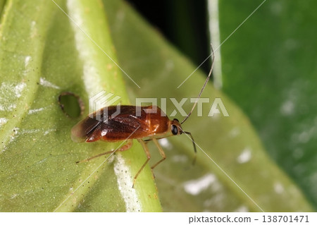 Living creatures, insects: Ryukyu flower red stink bug, found on Ishigaki Island in March. It's about 6 mm in size. Living creatures, insects: Ryukyu flower red stink bug, found on Ishigaki Island in March. It's about 6 mm in size. 138701471