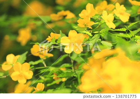 Japanese kerria flowers in full bloom 138701775