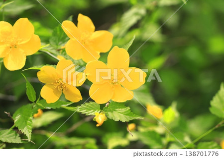 Japanese kerria flowers in full bloom 138701776