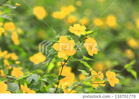 Japanese kerria flowers in full bloom 138701778