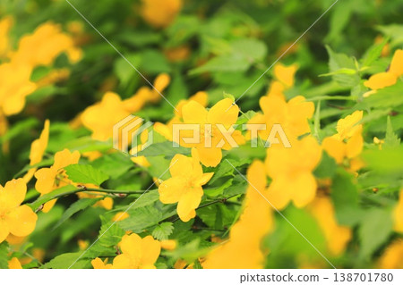 Japanese kerria flowers in full bloom 138701780