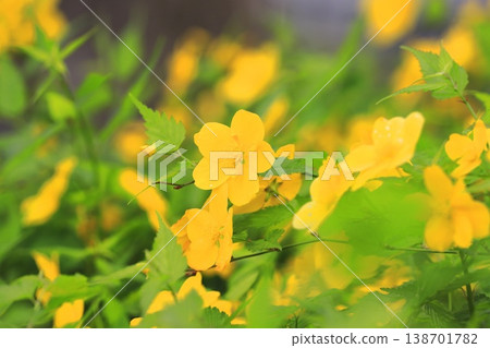 Japanese kerria flowers in full bloom Japanese kerria flowers in full bloom 138701782