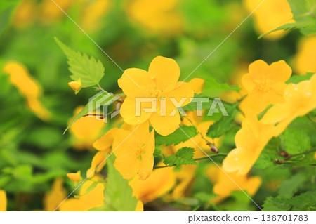 Japanese kerria flowers in full bloom 138701783