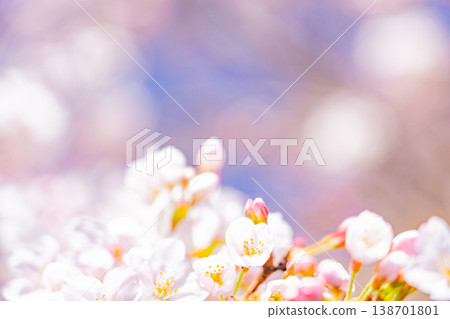 Cherry blossoms in full bloom in blue sky bag Cherry blossoms in full bloom in blue sky bag 138701801
