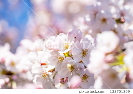 Cherry blossoms in full bloom in blue sky bag Cherry blossoms in full bloom in blue sky bag 138701809