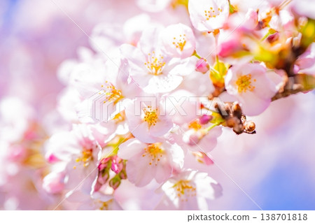 Cherry blossoms in full bloom in blue sky bag Cherry blossoms in full bloom in blue sky bag 138701818