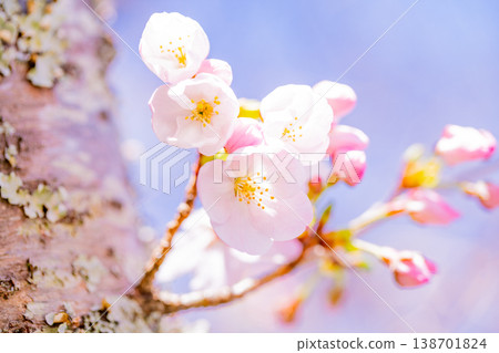Cherry blossoms in full bloom in blue sky bag Cherry blossoms in full bloom in blue sky bag 138701824