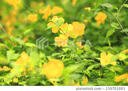 Japanese kerria flowers in full bloom Japanese kerria flowers in full bloom 138701883
