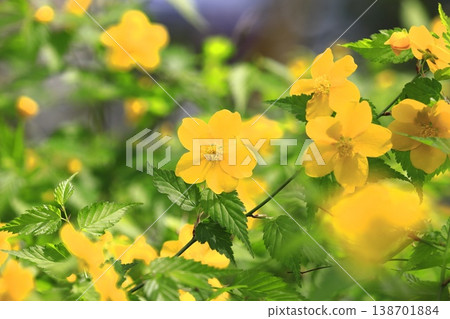 Japanese kerria flowers in full bloom Japanese kerria flowers in full bloom 138701884