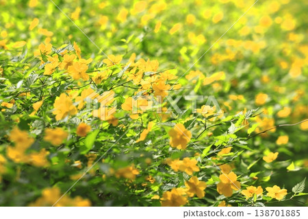 Japanese kerria flowers in full bloom 138701885