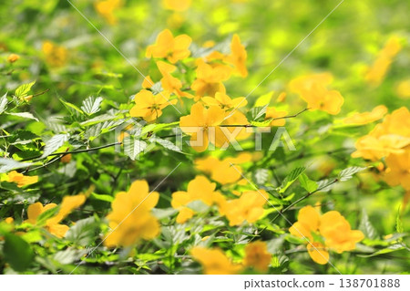 Japanese kerria flowers in full bloom 138701888