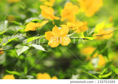 Japanese kerria flowers in full bloom 138701889