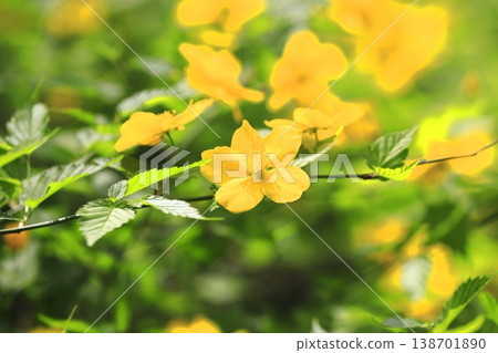 Japanese kerria flowers in full bloom 138701890