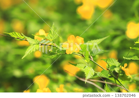 Japanese kerria flowers in full bloom Japanese kerria flowers in full bloom 138702046