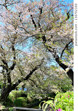 Springtime, cherry blossoms bloom along the Nikaryo-Shukugawara irrigation canal. Springtime, cherry blossoms bloom along the Nikaryo-Shukugawara irrigation canal. 138702169