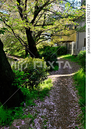 春天,二苫宿原灌溉渠道兩岸櫻花盛開。 春天,二苫宿原灌溉渠道兩岸櫻花盛開。 138702177