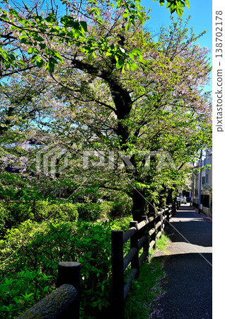 Springtime, cherry blossoms bloom along the Nikaryo-Shukugawara irrigation canal. Springtime, cherry blossoms bloom along the Nikaryo-Shukugawara irrigation canal. 138702178
