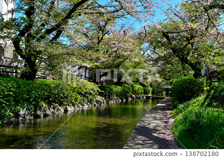 Springtime, cherry blossoms bloom along the Nikaryo-Shukugawara irrigation canal. Springtime, cherry blossoms bloom along the Nikaryo-Shukugawara irrigation canal. 138702180