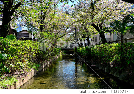 Springtime, cherry blossoms bloom along the Nikaryo-Shukugawara irrigation canal. Springtime, cherry blossoms bloom along the Nikaryo-Shukugawara irrigation canal. 138702183