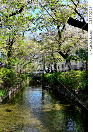 Springtime, cherry blossoms bloom along the Nikaryo-Shukugawara irrigation canal. Springtime, cherry blossoms bloom along the Nikaryo-Shukugawara irrigation canal. 138702184
