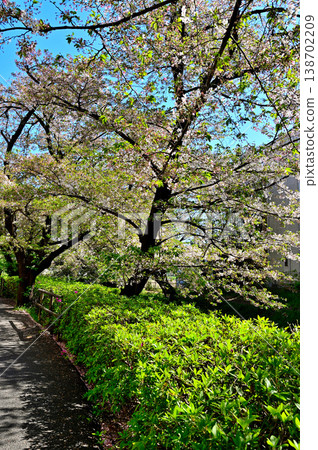 春天，二苫宿原灌溉渠道兩岸櫻花盛開。 138702209