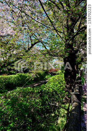 Springtime, cherry blossoms bloom along the Nikaryo-Shukugawara irrigation canal. Springtime, cherry blossoms bloom along the Nikaryo-Shukugawara irrigation canal. 138702223