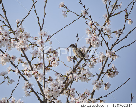 A moment in spring. Adorable sparrows playing amongst the fully bloomed cherry blossoms. 138702314