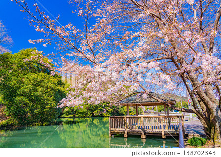 (靜岡縣)伊豆之國市小坂清水池濱水公園:池塘裡的鯉魚與櫻花 (靜岡縣)伊豆之國市小坂清水池濱水公園:池塘裡的鯉魚與櫻花 138702343