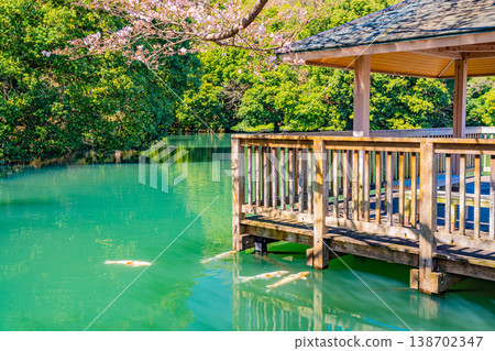 （靜岡縣）伊豆之國市小坂清水池濱水公園：池塘裡的鯉魚與櫻花 138702347